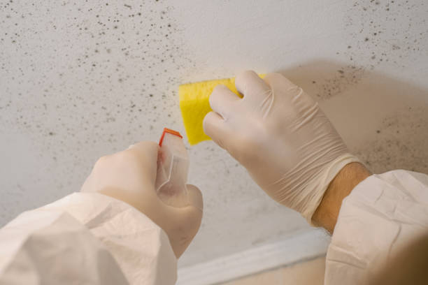 Environmental Consulting for Mold Prevention in Suncook, NH